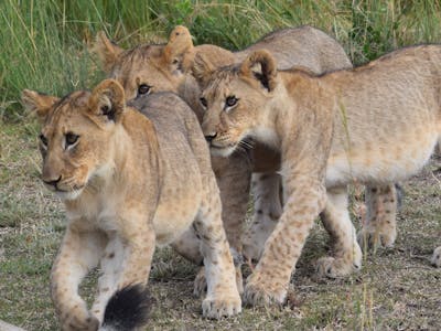 Lion cubs at Phinda