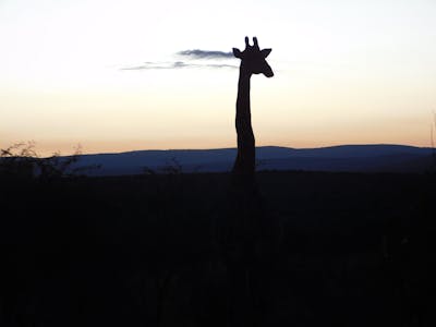 A silhouette of a giraffe 