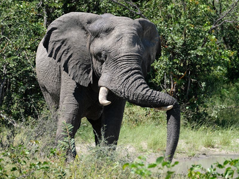Tomer Admon: close-up of an elephant