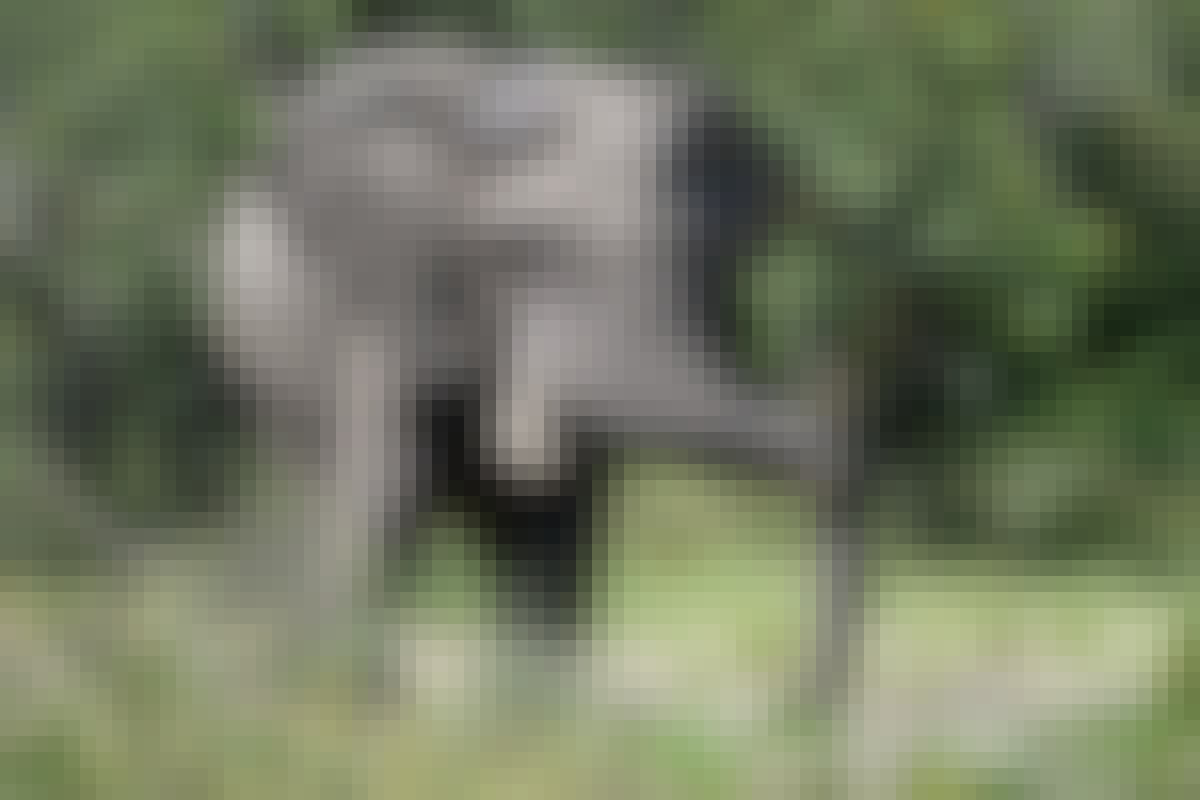 Tomer Admon: close-up of an elephant