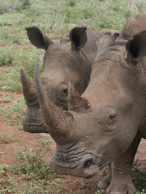 2 young rhinos look to camera