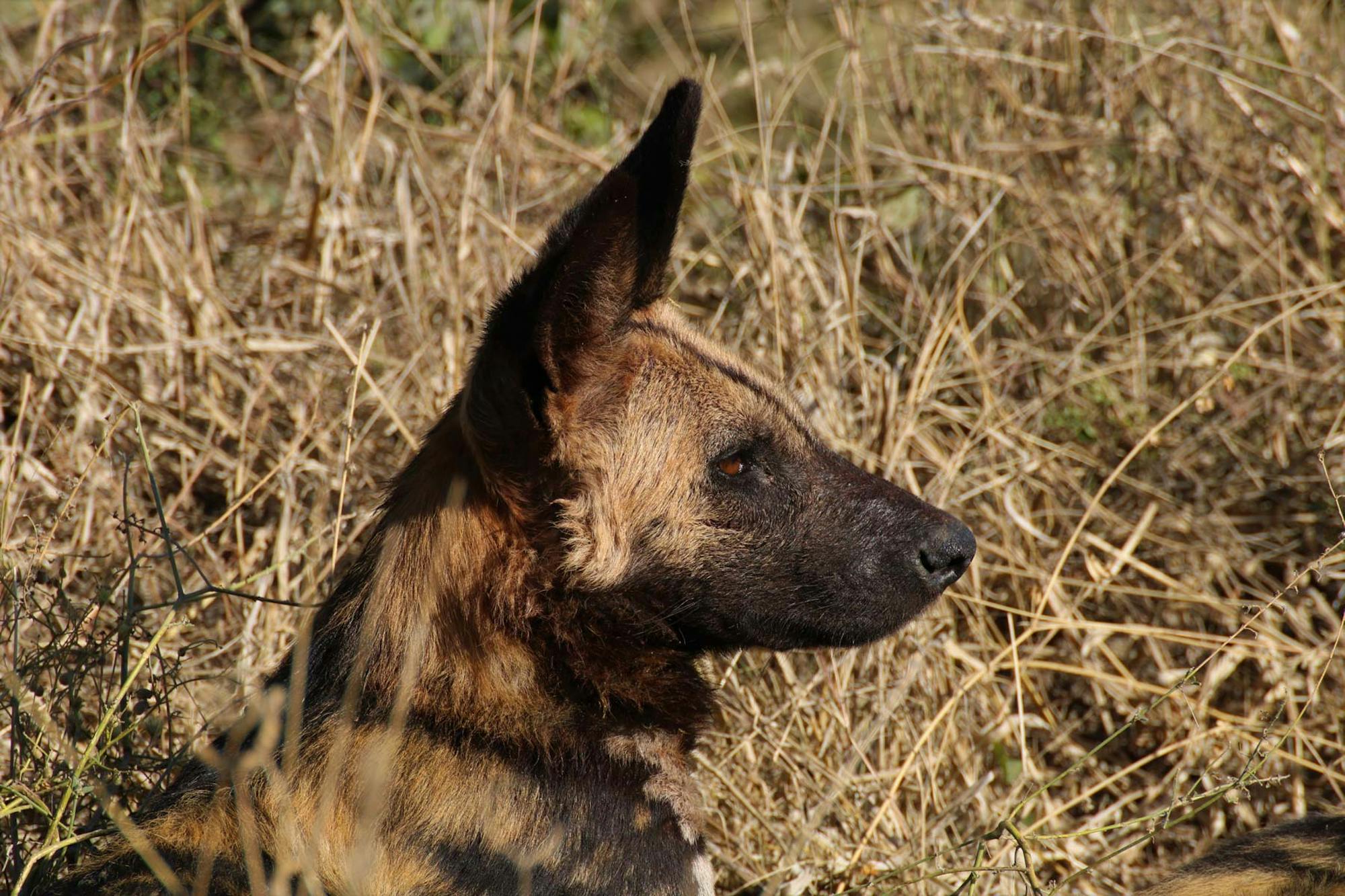 Wild dogs are the most endangered carnivore species in southern Africa.
