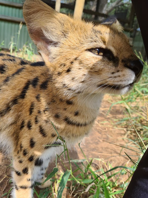 Mira van Duin: close-up of serval