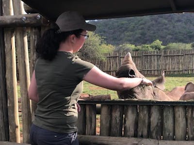 Emma Ruggles: feeding a rhino
