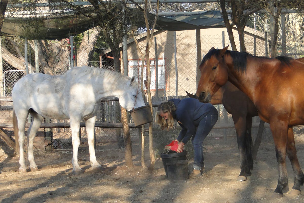 ACE volunteer feeding the horses for the Hanchi Horseback Conservation Project