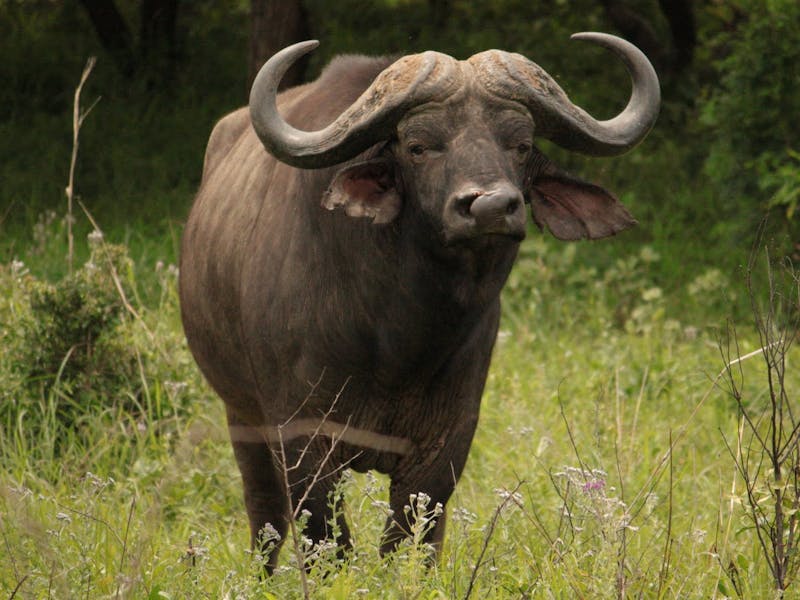 Cape Buffalo stood amongst long grass