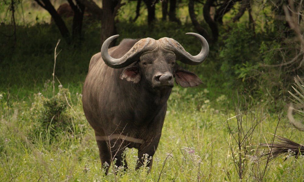 Cape Buffalo stood amongst long grass