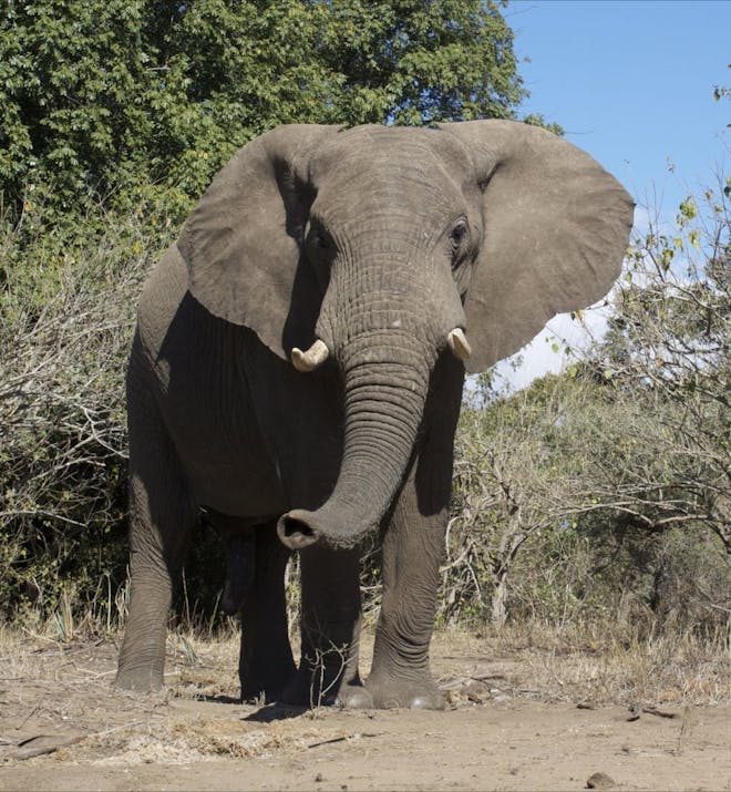 An elephant stood in the African bush