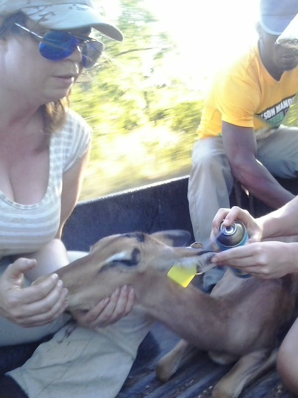 Two ACE volunteers assisting with a sedated antelope