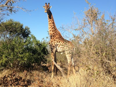Sophie Gates: giraffe in the bush