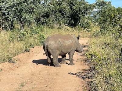 Melany Melkonyan: rhino on track