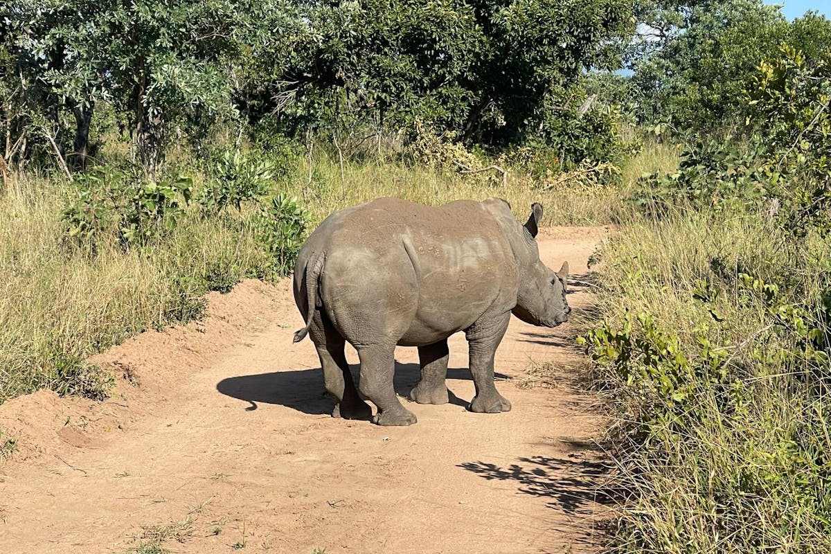 Melany Melkonyan: rhino on track