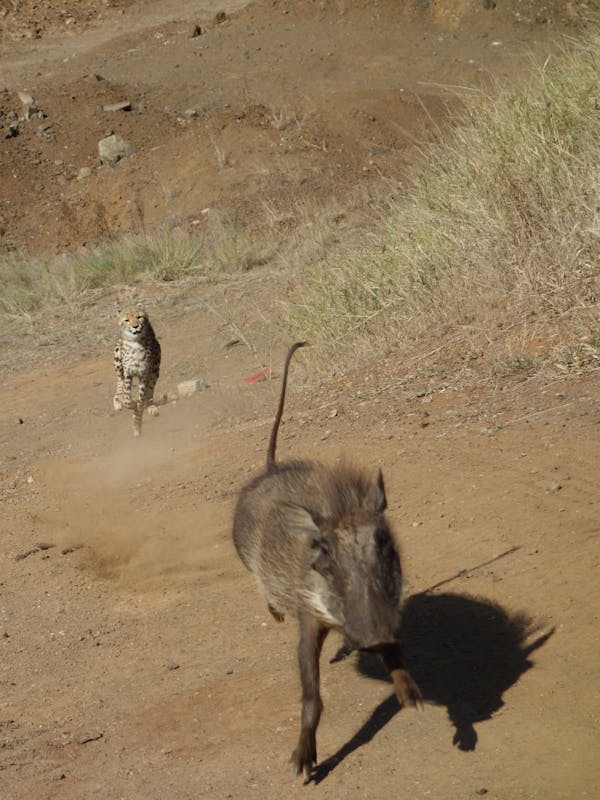 Pierce Kempkes: warthog being chase by cheetahs