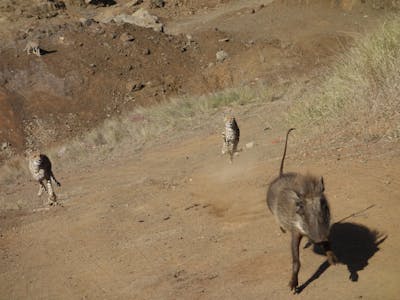 Pierce Kempkes: warthog being chase by cheetahs