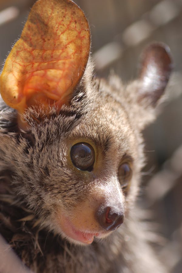 Riley the bushbaby, Care for Wild