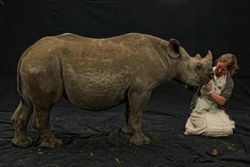 Erin Prigmore: Dela the rhino