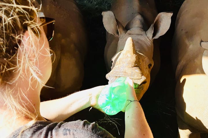 Maartje van Vlerken: bottle feeding a baby rhino