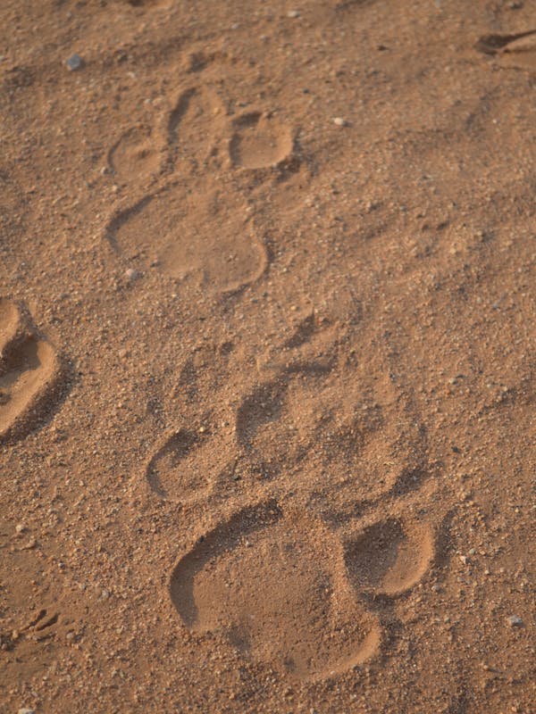 Close-up of lion prints as part of the tracking course