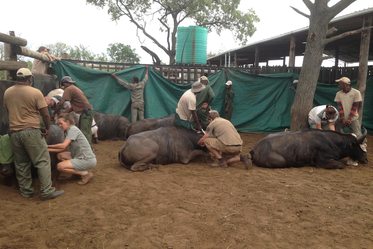 Buffalo in a boma being attended by volunteers and staff