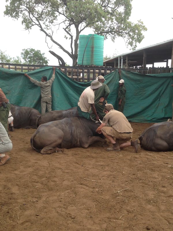 Buffalo in a boma being attended by volunteers and staff