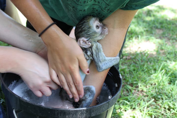 ACE volunteers cleaning a baby vervet monkey