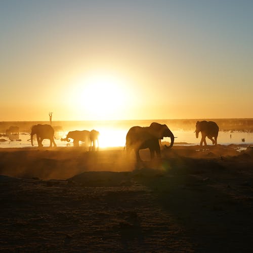 Rino Eliassen: elephants in the sunset