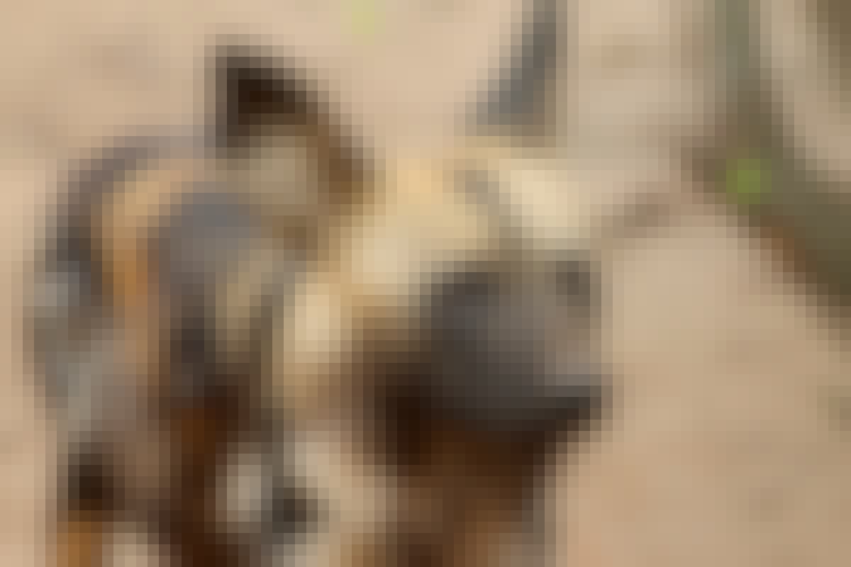 Close-up of a Wild Dog