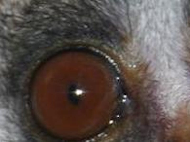 Close up of a bush baby eye