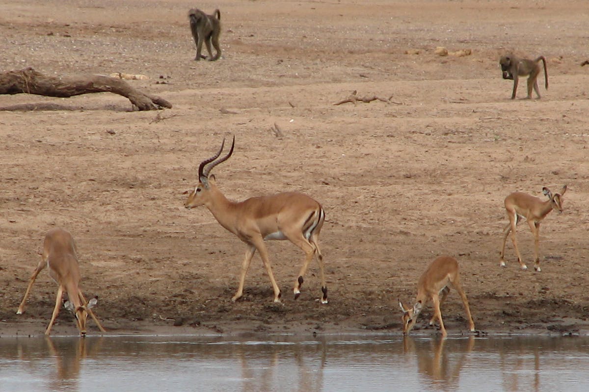 A group of antelopes gathering at a watering hole