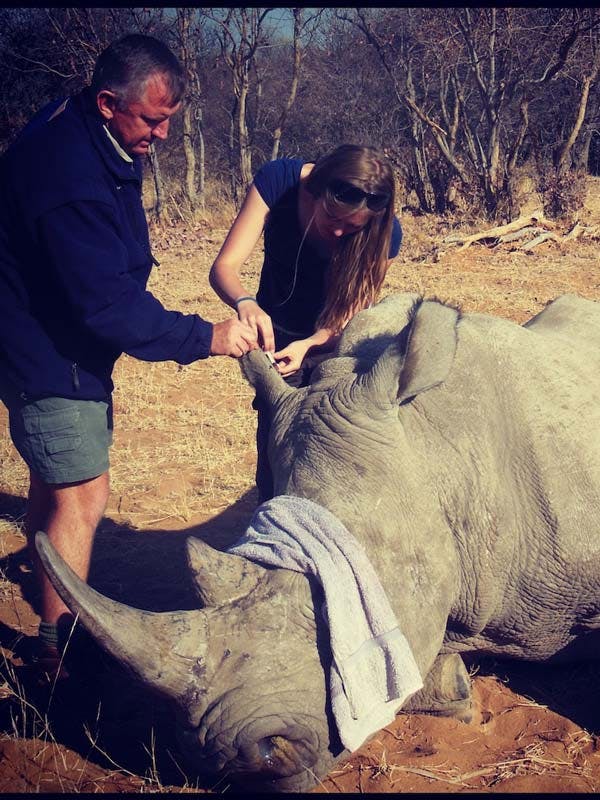 Rosie Bancroft: sedated rhino