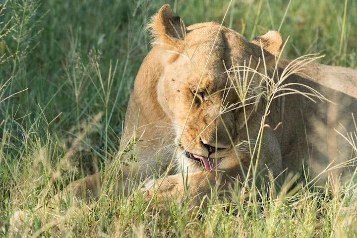 Wayne Grieveson: close-up of a lioness