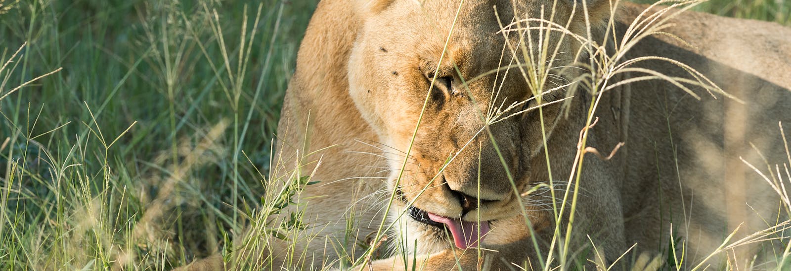 Wayne Grieveson: close-up of a lioness