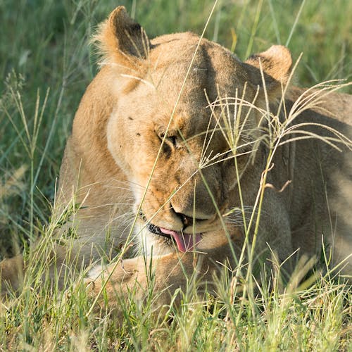 Wayne Grieveson: close-up of a lioness