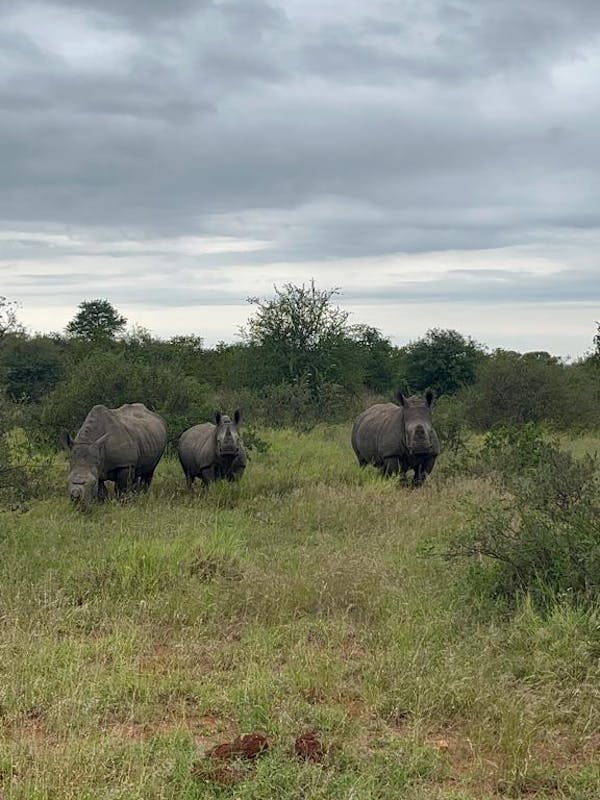 A family of rhinos stood in the bush