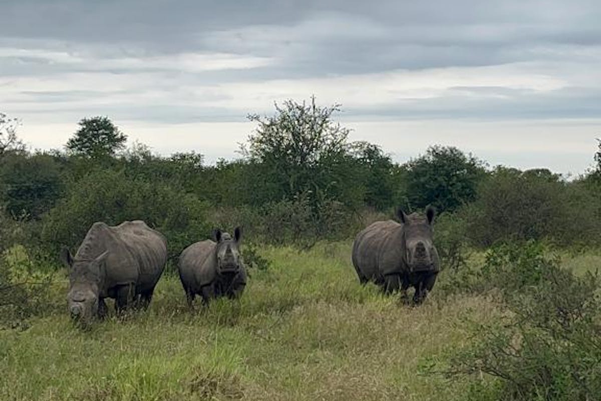 A family of rhinos stood in the bush