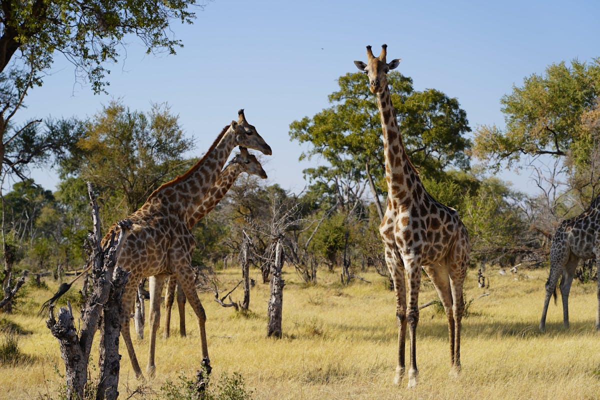 Giraffes in the Okavango