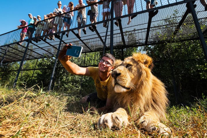 A man lying next to a lion taking a selfie on his mobile phone