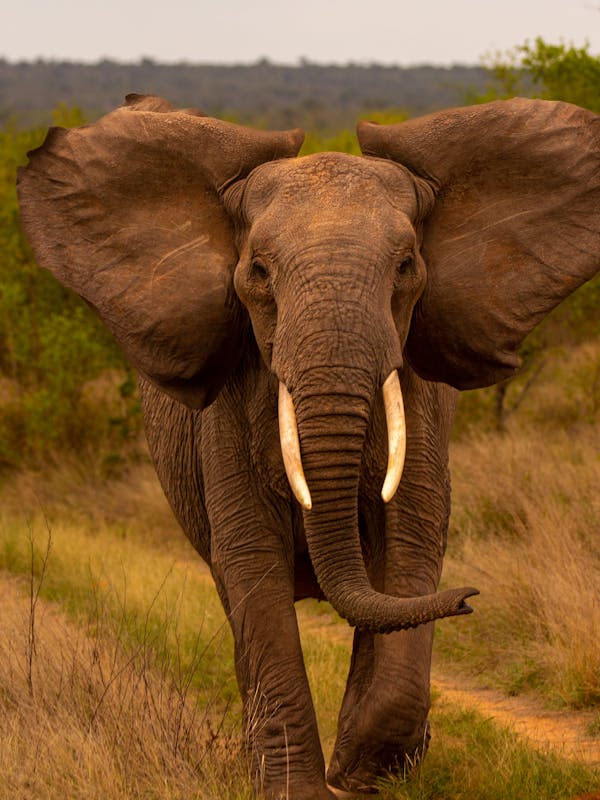 Karl Johan Nils Friberg: Elephant Mock Charge