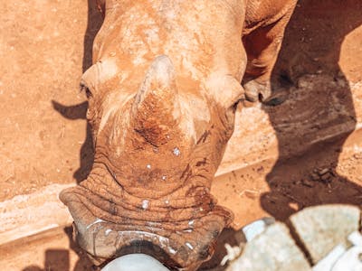 Sarah Smallwood: bottle feeding a rhino