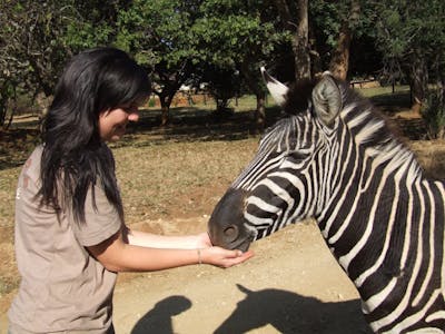 Student feeding a zebra