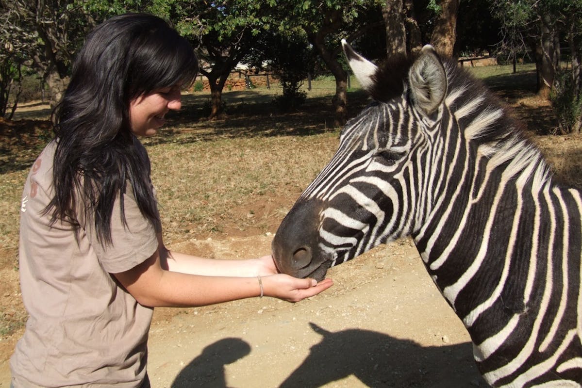 Student feeding a zebra