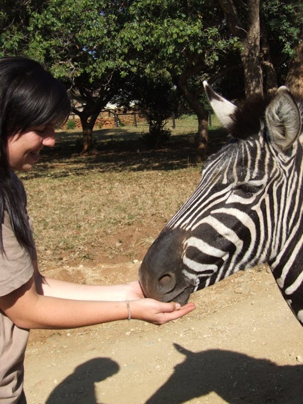 Student feeding a zebra