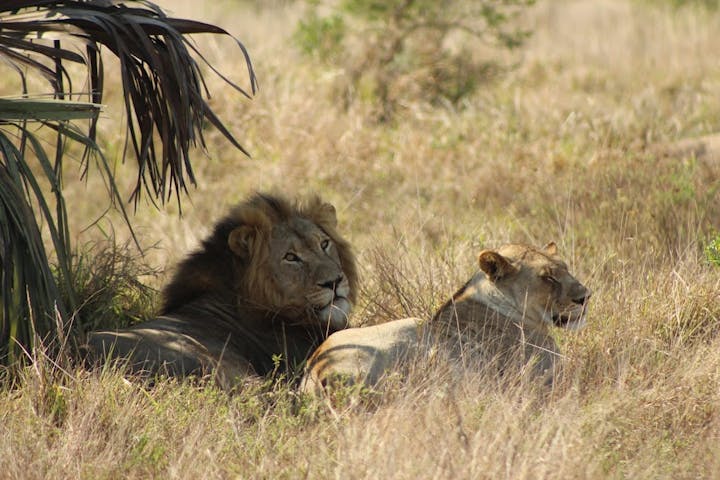 Nathalie Neumann: Two lions lying down in the bush