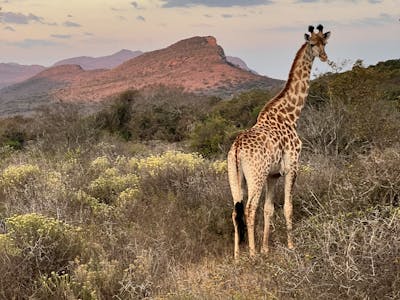 Kaitlyn Evans: a giraffe in front of a landscape
