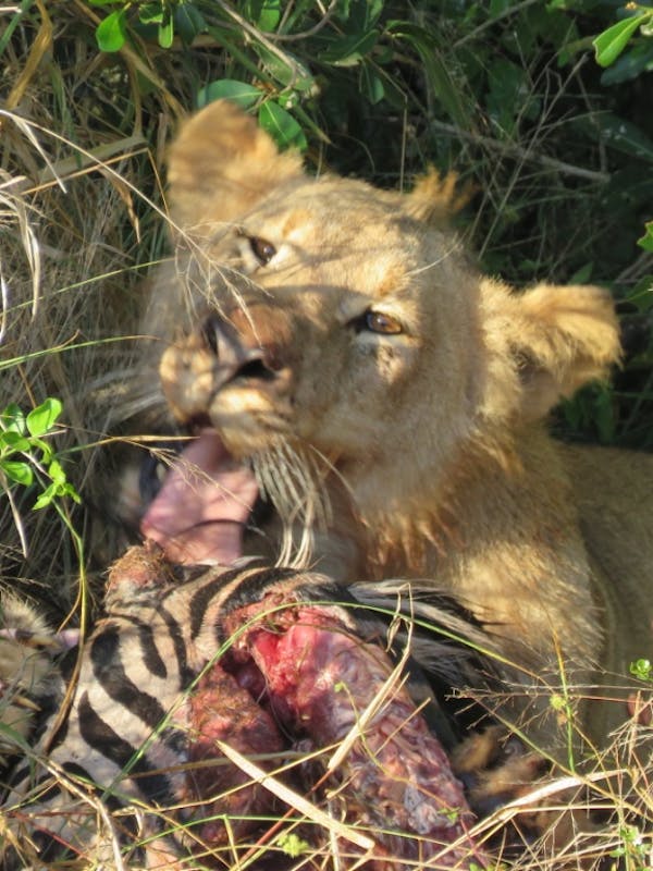 Gabby: Close-up of a lion eating a fresh kill of zebra