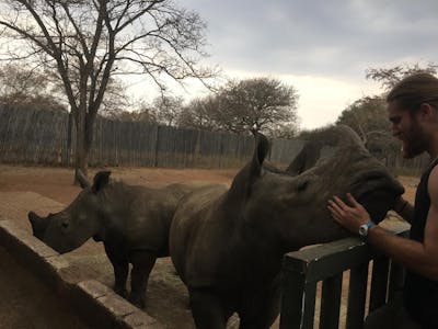 Lucas Zermatten: petting rhino