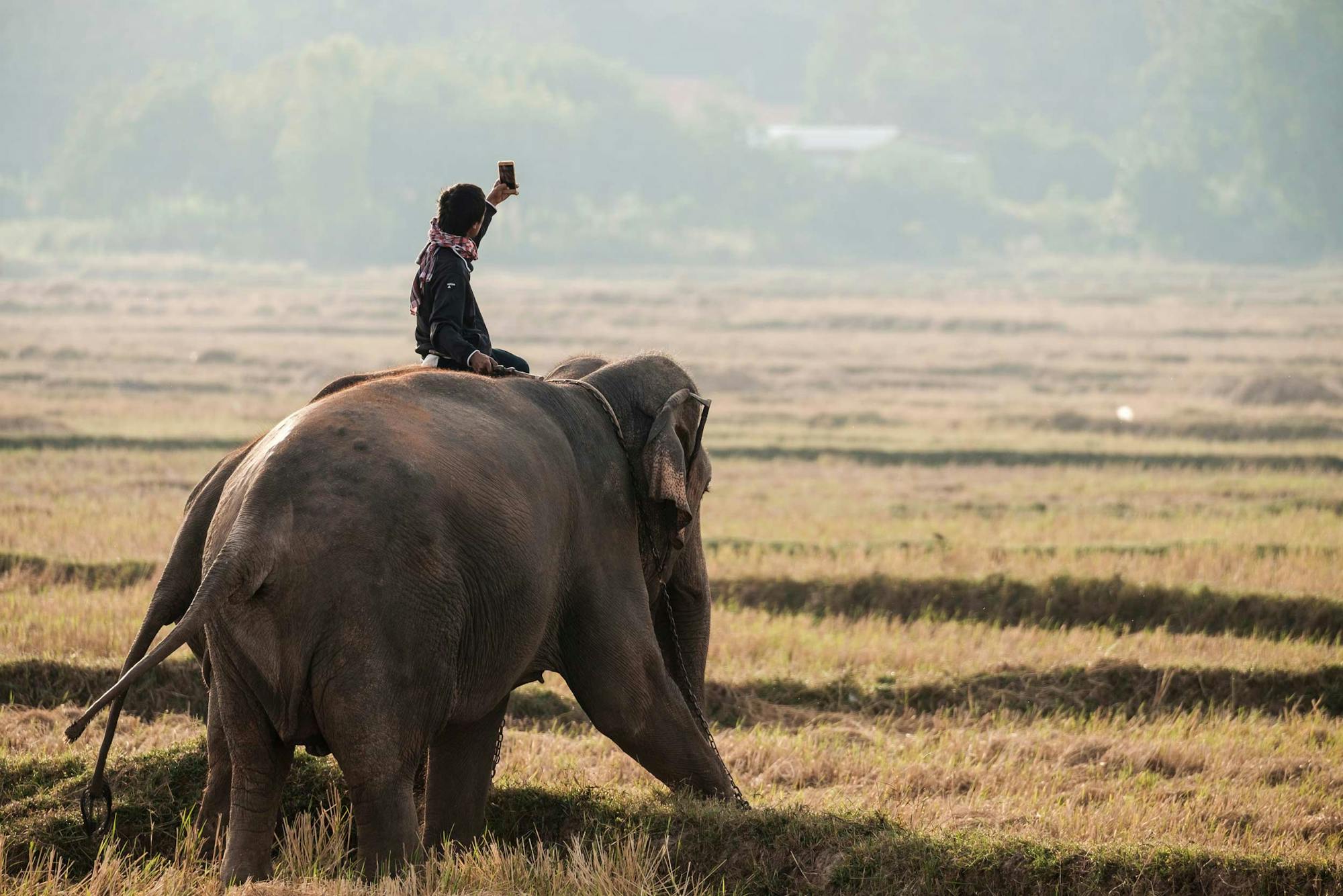 A man sat on top of a chained elephant taking a selfie on his mobile phone