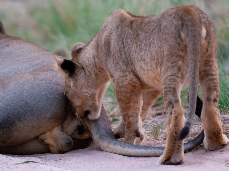 A lion cub sniffing a male