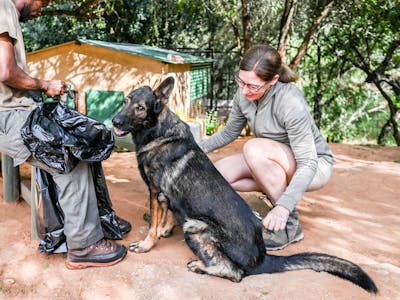Volunteer brushing the anti-poaching dog, Care for Wild Africa