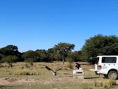 Cassidy McKinlay: Vulture Release at Moholoholo